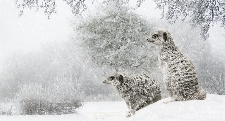 Meerkats in the Snow by Jacqui Jay Grafton, England